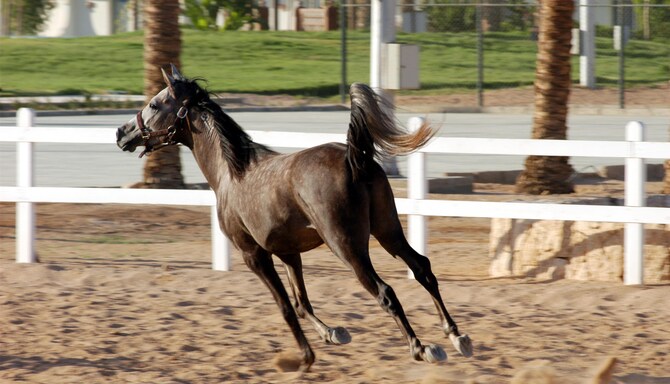CONCORDE EL SALAM CAIRO BY ROYAL TULIP - Horse Ridding