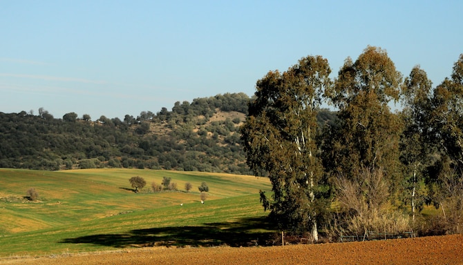 Destination Pages Louvre - Africa - Les Eucalyptus